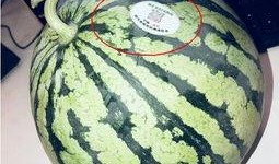 成县网红吃瓜,揭秘网络红人的真实一面