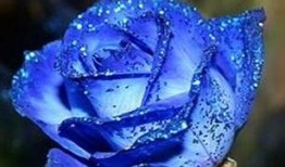 爆料蓝色妖姬视频下载,独家视频下载攻略大公开